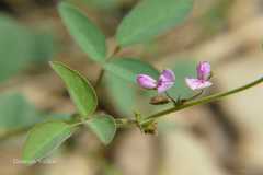 Desmodium scorpiurus